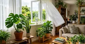Como salvar plantas de interior: um truque simples que funciona
