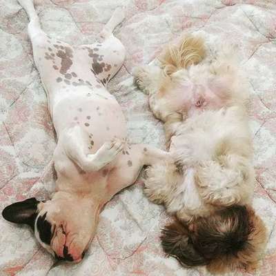 Veja alguns dos cães e gatos que já estão participando do #MostreABarriguinha!