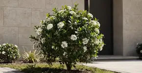 Foto: (Imagem sem texto alternativo disponivel ID [2736512])