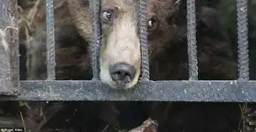 Vídeo flagra a extrema angústia de animais aprisionados em zoo