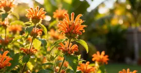 Planta de dois metros produz néctar o ano todo e vira refúgio para beija-flores