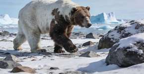 Foto: (Imagem sem texto alternativo disponivel ID [2679473])