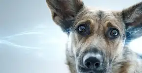 Por que os cães inclinam a cabeça? Descubra a ciência