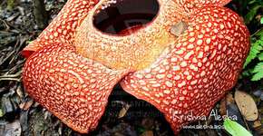 Foto: (Imagem sem texto alternativo disponivel ID [569652])