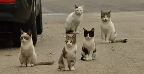 Número de animais abandonados cresce em Portugal após pandemia