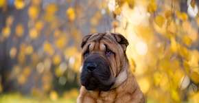 Foto: (Imagem sem texto alternativo disponivel ID [2588182])