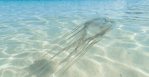 Foto: (Imagem sem texto alternativo disponivel ID [2756044])