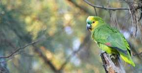 Como São Paulo se tornou a cidade dos mil papagaios?