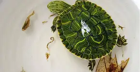 Foto: (Imagem sem texto alternativo disponivel ID [1828637])