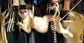 Hilárias fotos de gatos se metendo em todo tipo de problema