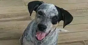 Polícia busca homem que abandonou cão amarrado em poste no Rio