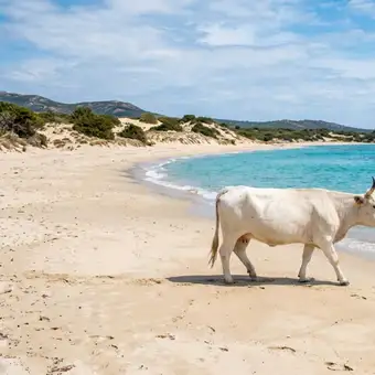 Featured mobile: A praia que todos sonham visitar, nela você pode nadar ao lado de vacas