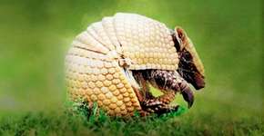 Tatu-bola em família – jogar com arte