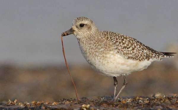 Foto: lex Berryman, vencedor na categoria 