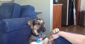 10 imagens que animais de estimação são centros de atenção