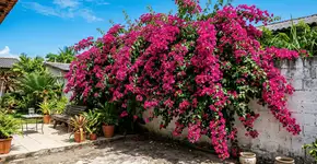 Foto: (Imagem sem texto alternativo disponivel ID [2756323])