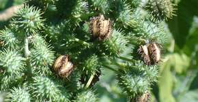 Foto: (Imagem sem texto alternativo disponivel ID [897488])