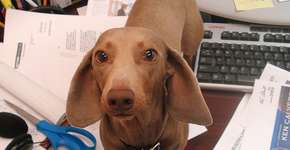 Foto: (Imagem sem texto alternativo disponivel ID [898847])