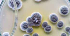 Foto: (Sinhyu/istock)