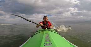 Vídeo: tubarão ataca remo de atleta durante treino