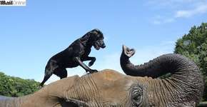 Foto: (Imagem sem texto alternativo disponivel ID [1866401])