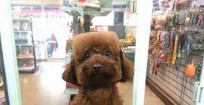 Foto: (Imagem sem texto alternativo disponivel ID [855370])