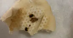 Supermercado vende pão com barata e é obrigado a indenizar cliente