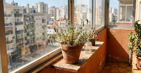 No México o pé de lavanda é resistente a tudo, porque nunca o deixam perto de paredes que retêm muito calor