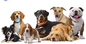 Foto: (Imagem sem texto alternativo disponivel ID [859536])