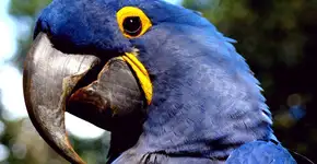 Foto: (Imagem sem texto alternativo disponivel ID [888616])