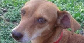 Cachorra é morta a tiros em um mercado na frente do dono de 13 anos