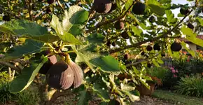 Foto: (Imagem sem texto alternativo disponivel ID [2721853])