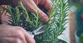 Alecrim melhora memória e estado de alerta, comprova pesquisa