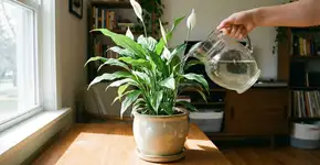 Foto: (Imagem sem texto alternativo disponivel ID [2786838])