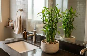 Tertiary news: Para que serve colocar bambu da sorte no banheiro e como cuidar para ele nunca amarelar as folhas