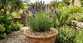 Na Índia, para a lavanda durar anos: o macete não é a sombra, mas nunca plantar em terra que segura muita água