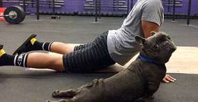 15 animais que fazem yoga melhor que você