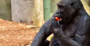 Gorilas criam músicas para cantar enquanto comem