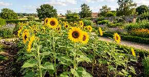 A melhor época para plantar girassóis para obter o máximo crescimento e flores que enchem o jardim de cor.