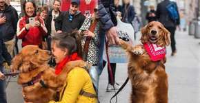 Golden distribui abraços na rua e fica famosa no Instagram