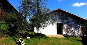 Fazenda possibilita colheita de frutas vermelhas direto do pé; agende visita