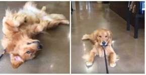 Cachorro faz ‘birra’ em pet shop e vídeo viraliza