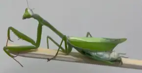 Veterinário faz cirurgia em louva-a-deus com abdômen rompido e viraliza na web