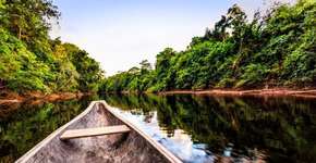 Vídeo: 7 curiosidade para você virar um expert em Amazônia