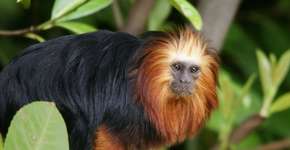 Projeto brasileiro de educação ambiental ganha prêmio internacional