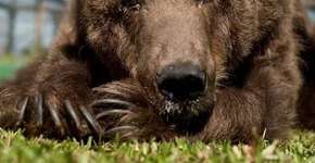 Morre Rowena, a ursa ‘mais triste do mundo’