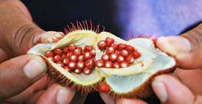 Foto: (Imagem sem texto alternativo disponivel ID [1835363])