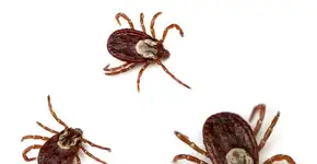 Foto: (Imagem sem texto alternativo disponivel ID [852098])