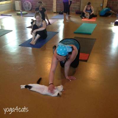 Durante a aula, os alunos praticam ioga ao lado de gatos (Homeward Bound Pet Shelter)