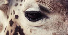 Foto: (Imagem sem texto alternativo disponivel ID [430193])